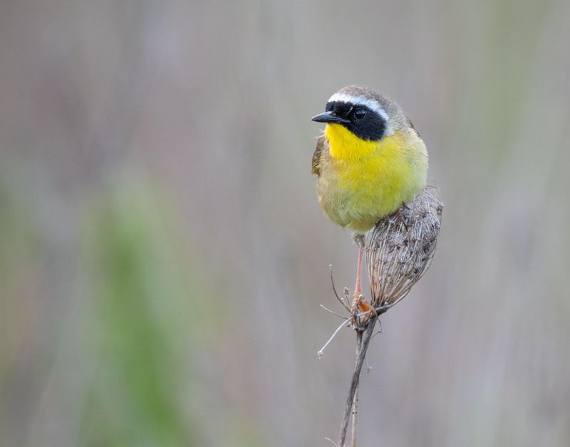 Common Yellowthroat