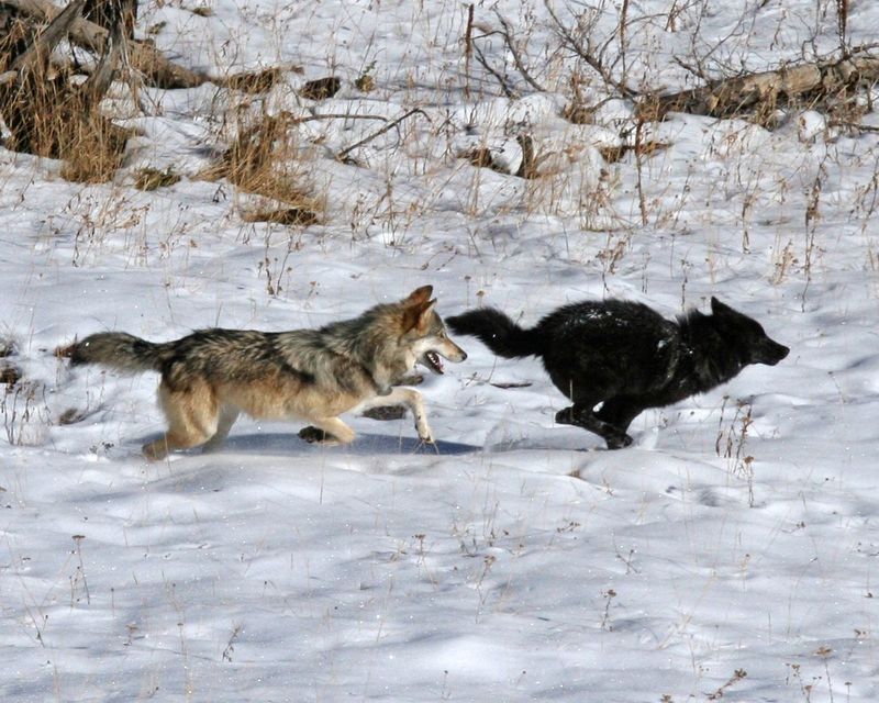 Comparisons with Gray Wolves