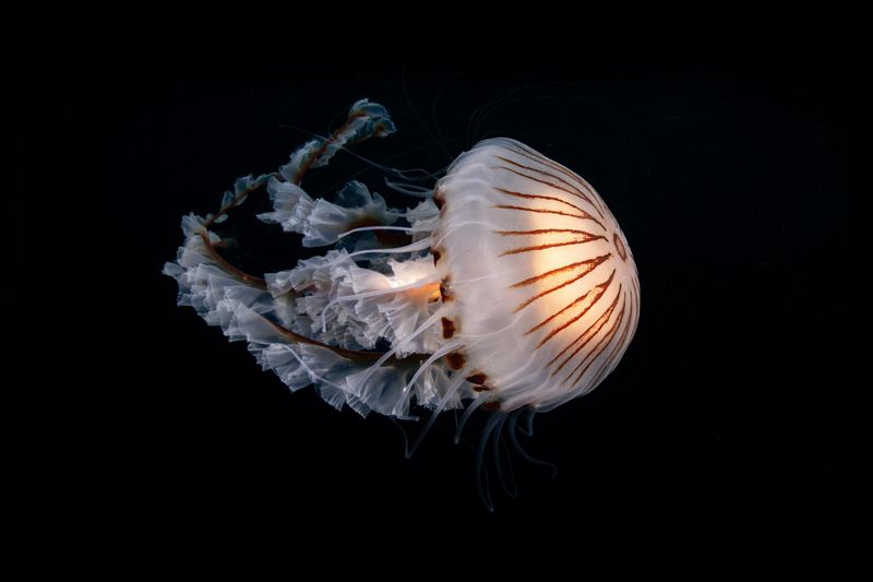 Compass Jellyfish