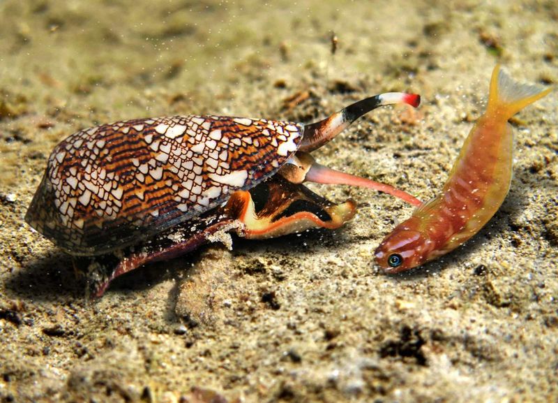 Cone Snail