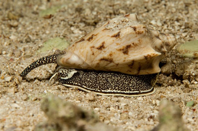 Cone Snail