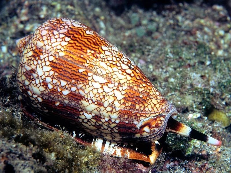 Cone Snail