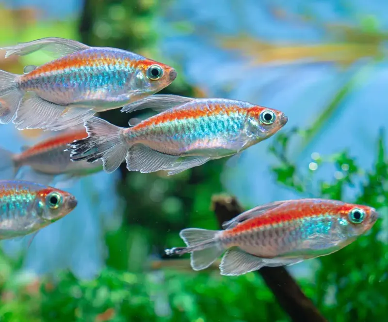 Congo Tetra