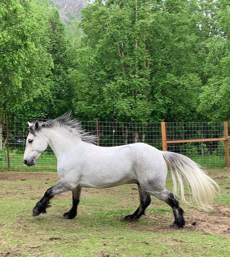 Connemara Pony