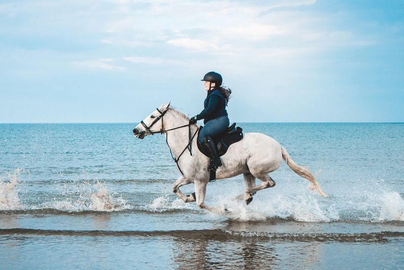 Connemara Pony