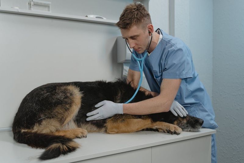 Consulting a Veterinarian