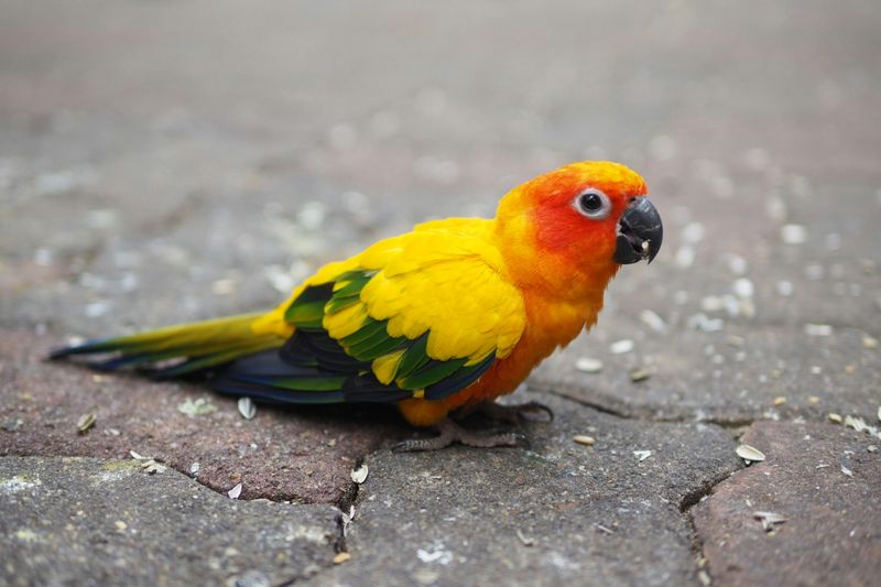 Conure