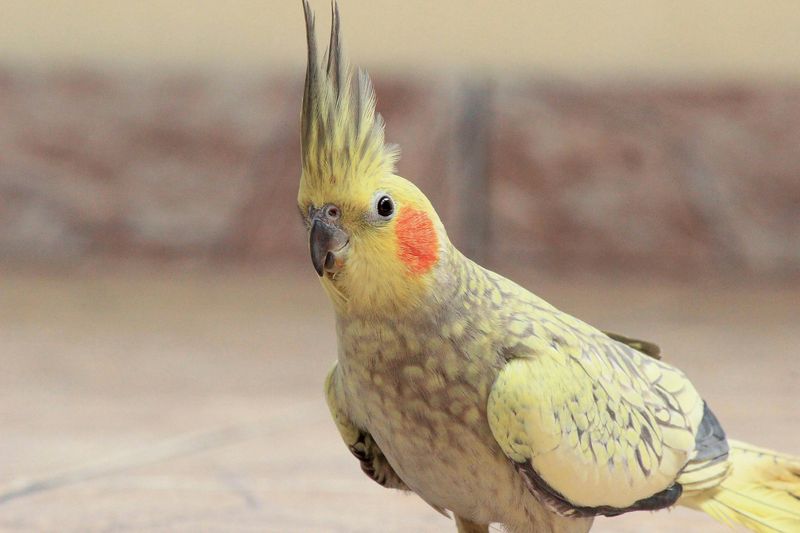 Cookie the Cockatiel