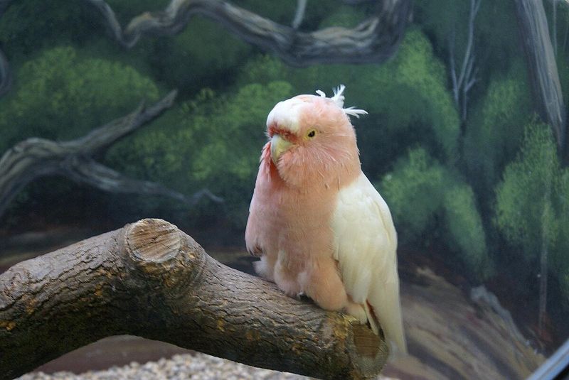 Cookie the Cockatoo