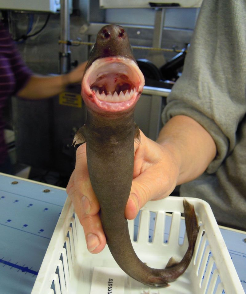 Cookiecutter Shark