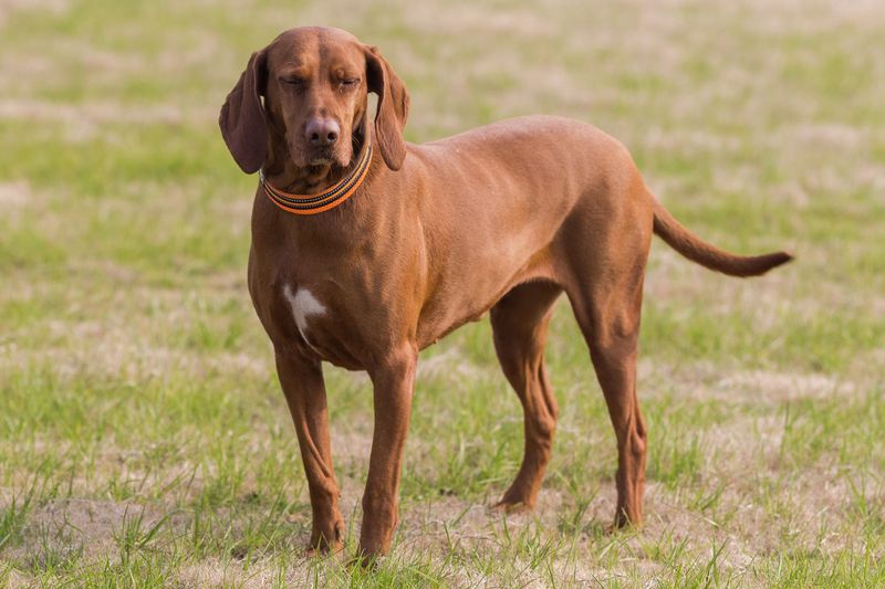 Coonhound