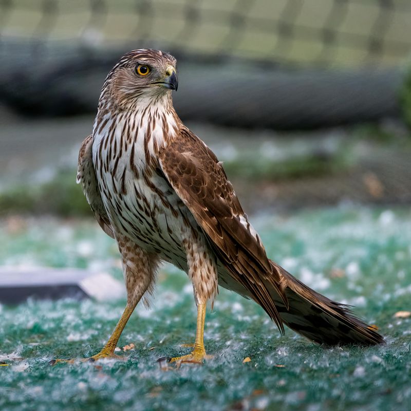 Cooper's Hawk