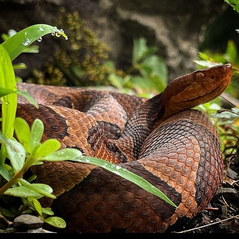 Copperhead