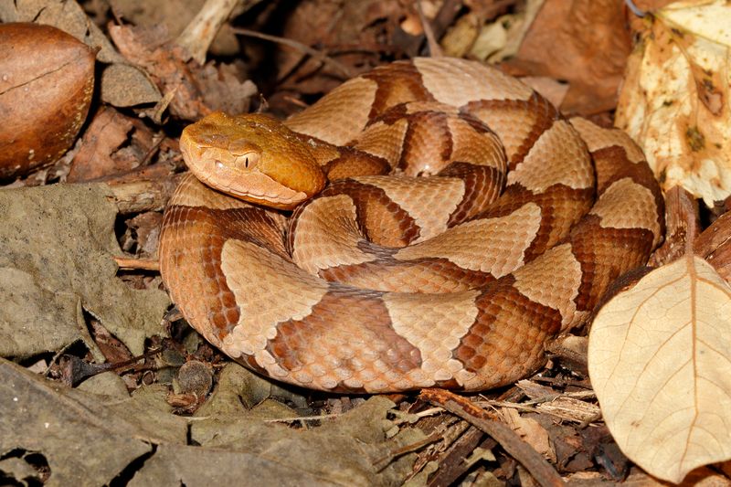 Copperhead