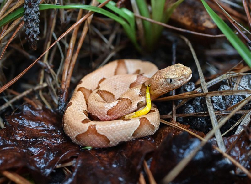 Copperhead