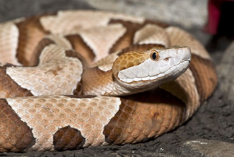 Copperhead Snake