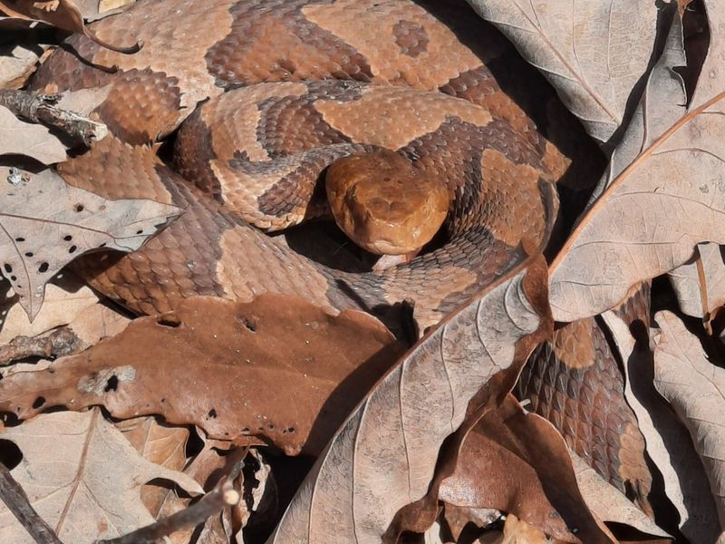 Copperhead Snake