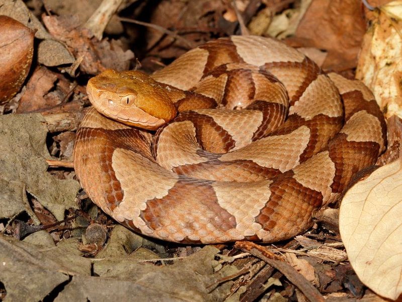 Copperhead Snake