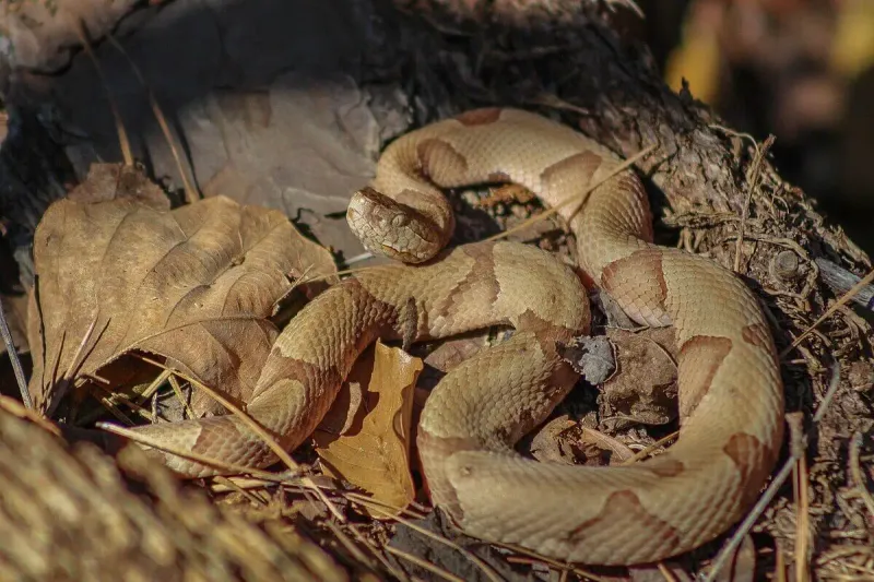 Copperhead Snake