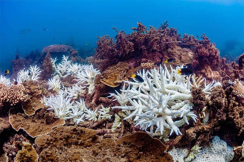 Coral Bleaching in Great Barrier Reef