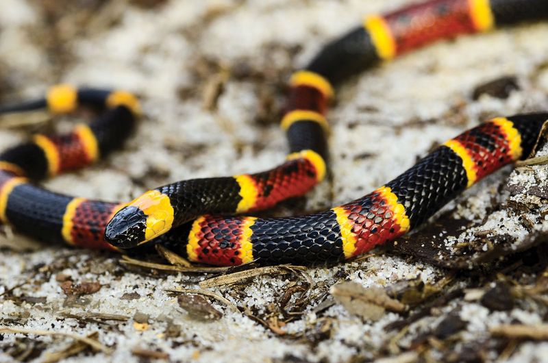 Coral Snake