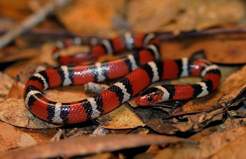 Coral Snake