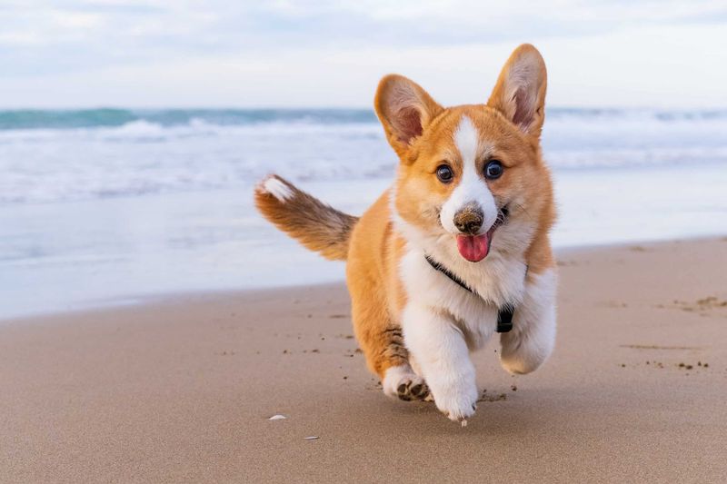 Corgi