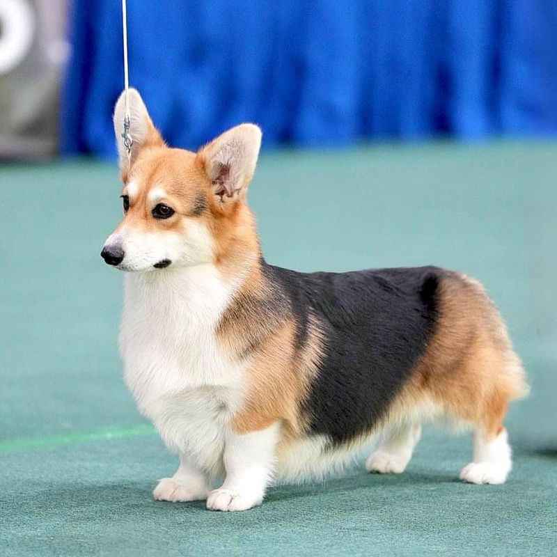 Corgi