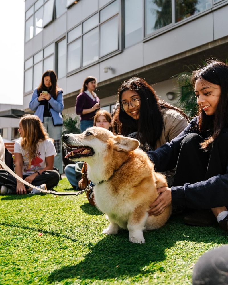 Corgi Comforts Anxious Students