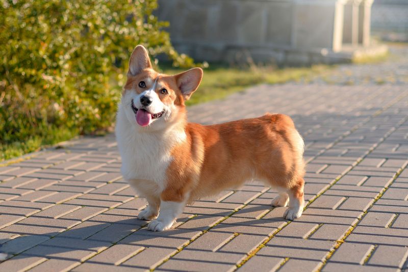 Corgi