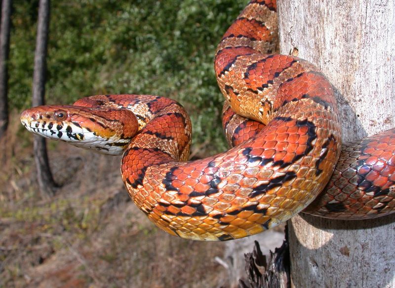 Corn Snake