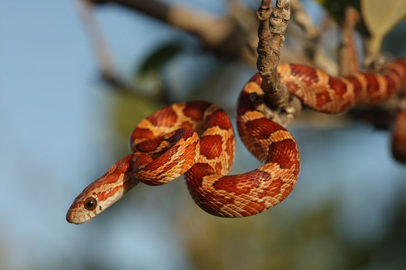 Corn Snake