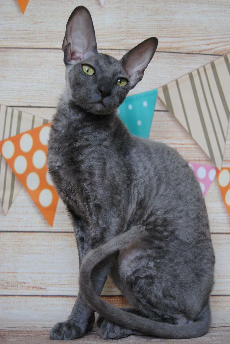 Cornish Rex