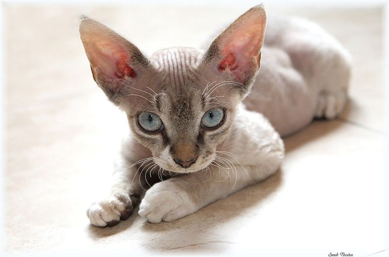 Cornish Rex