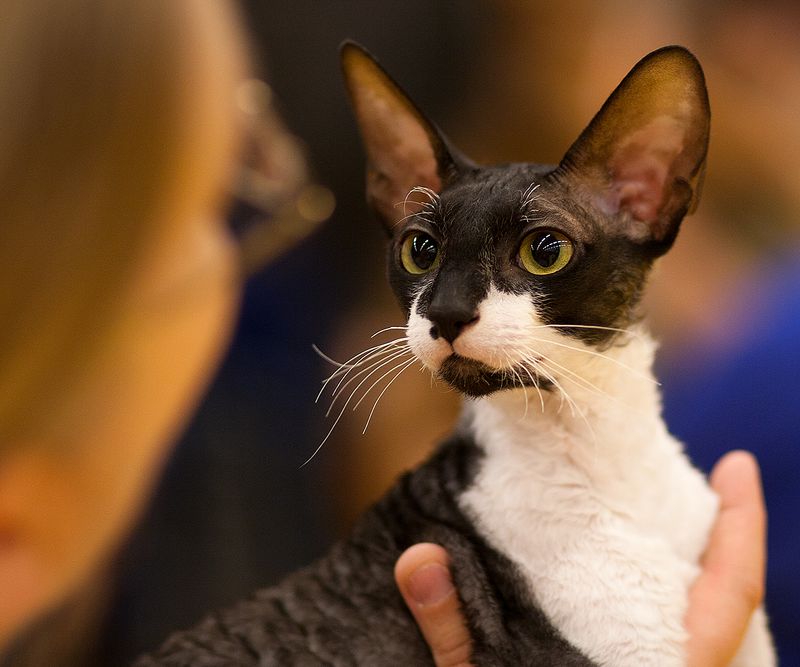 Cornish Rex