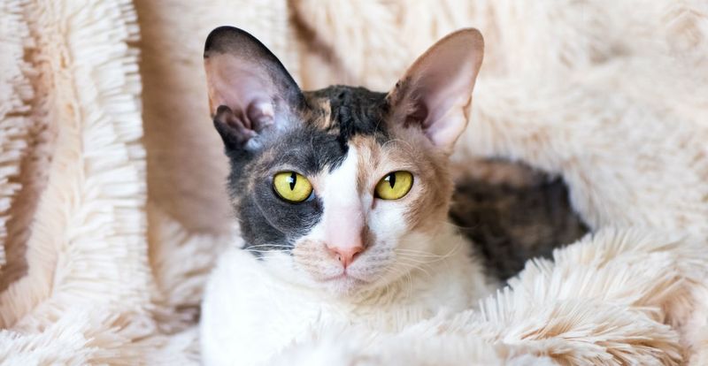 Cornish Rex