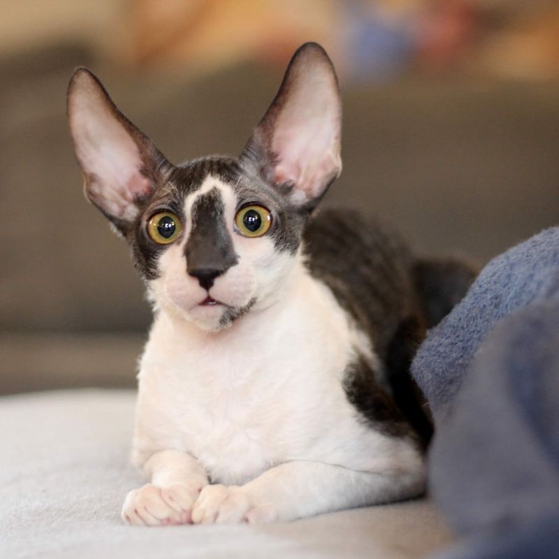 Cornish Rex