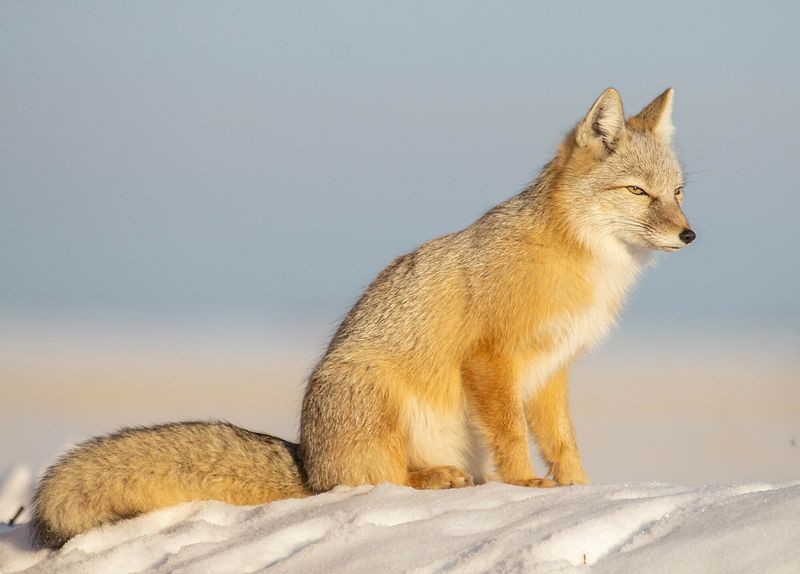 Corsac Fox