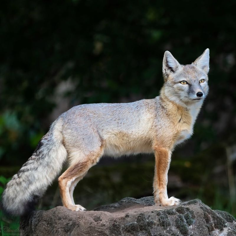 Corsac Fox