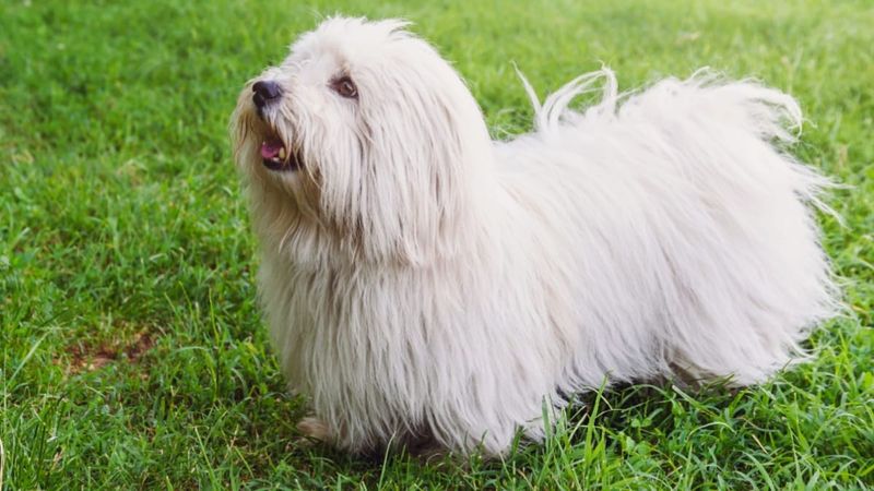 Coton de Tulear