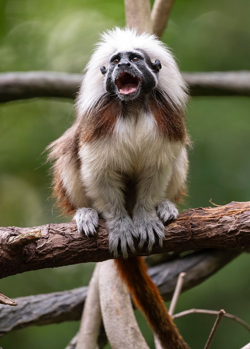 Cotton-Top Tamarin