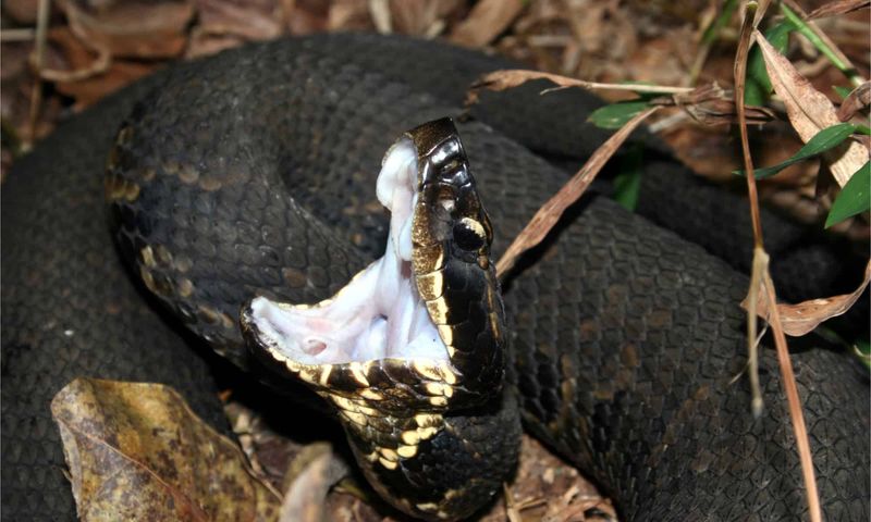 Cottonmouth Snake