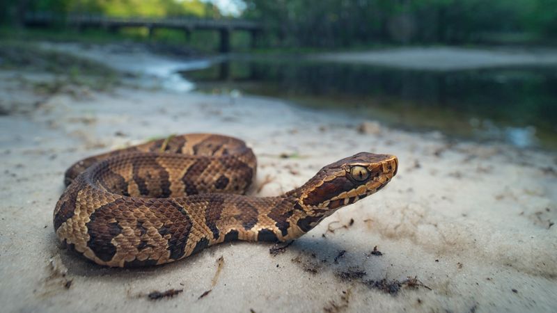 Cottonmouth Snake