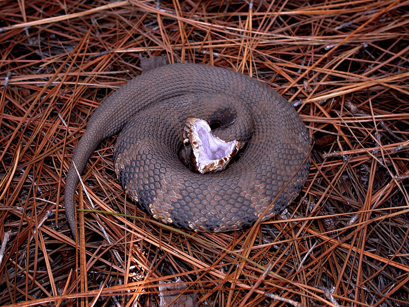 Cottonmouth (Water Moccasin)