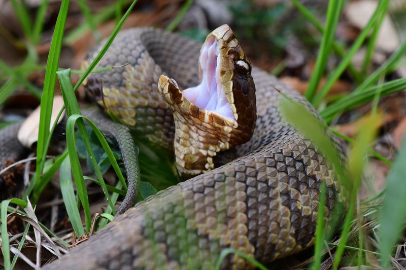 Cottonmouth (Water Moccasin)