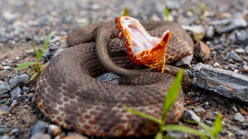 Cottonmouth (Water Moccasin)