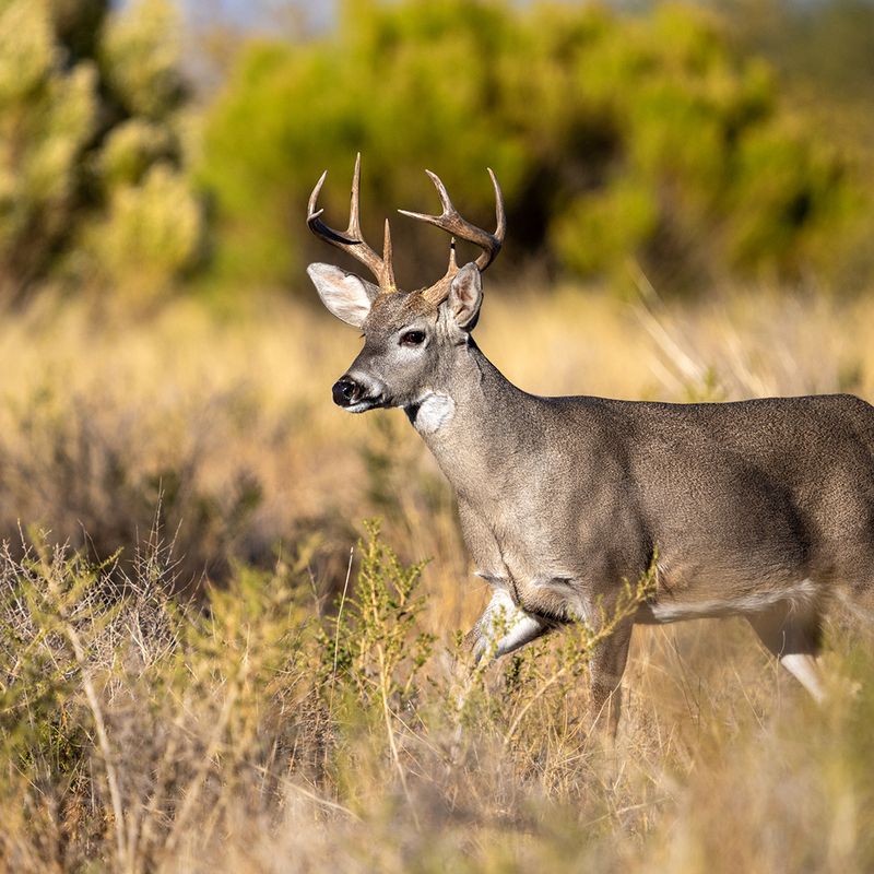 Coues Deer