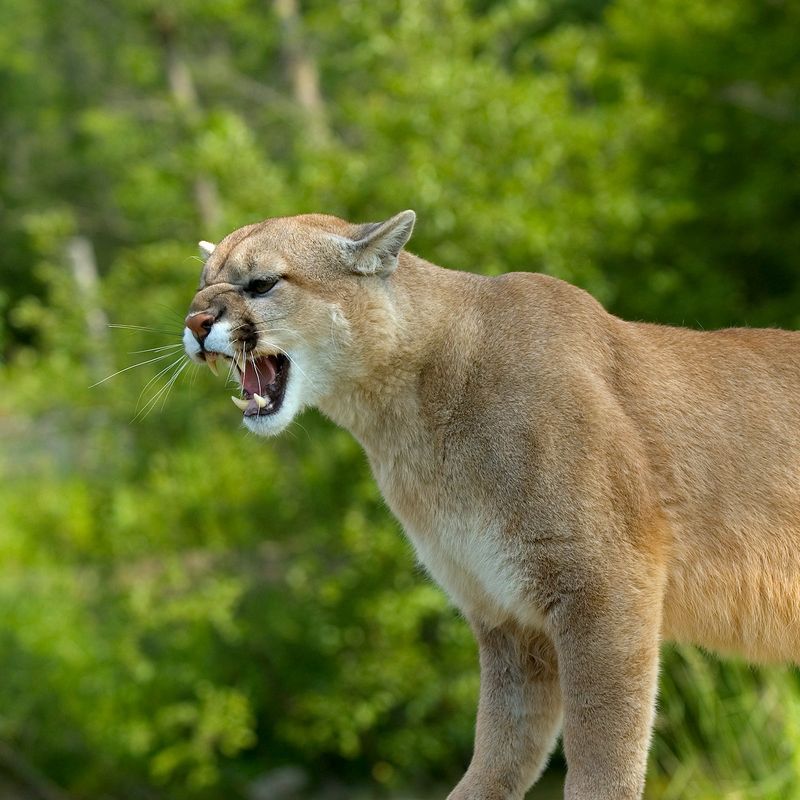 Cougar