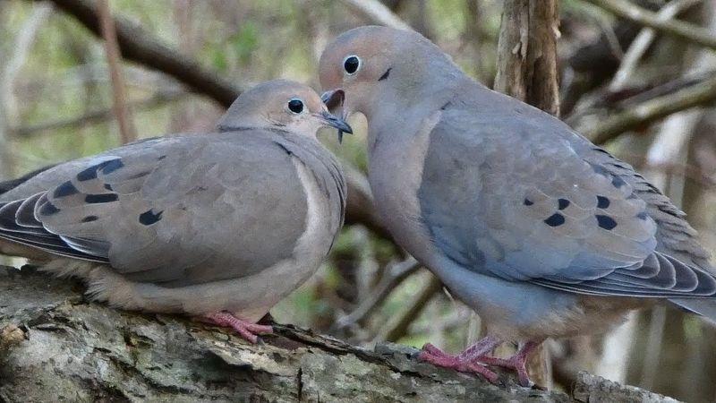 Courtship Rituals