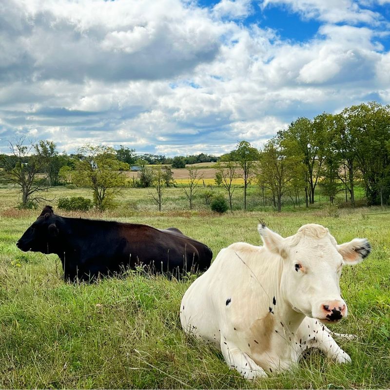 Cows' Alignment with Earth's Magnetic Field